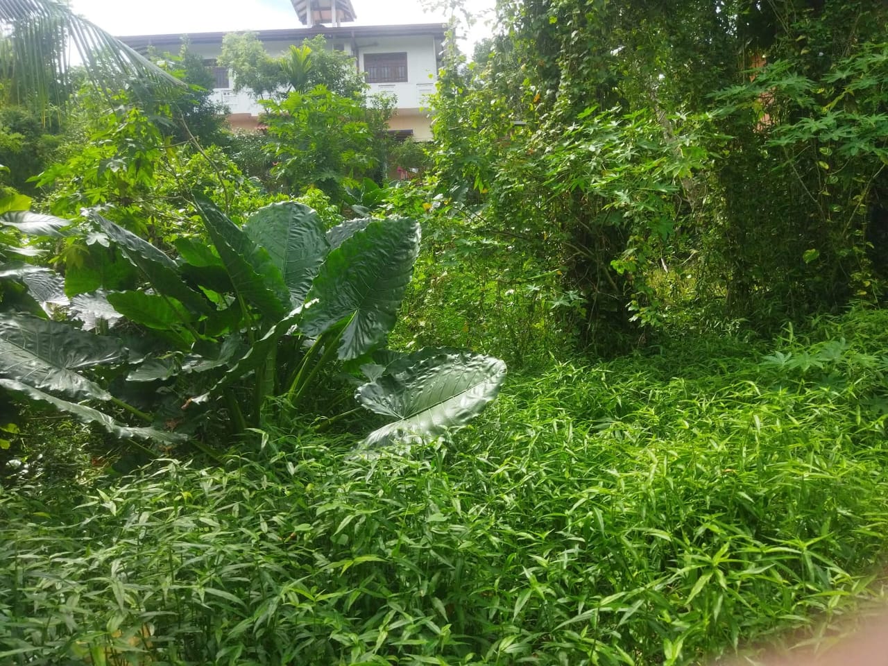 13-Perch Land for Sale in Ambalangoda – Polwatta